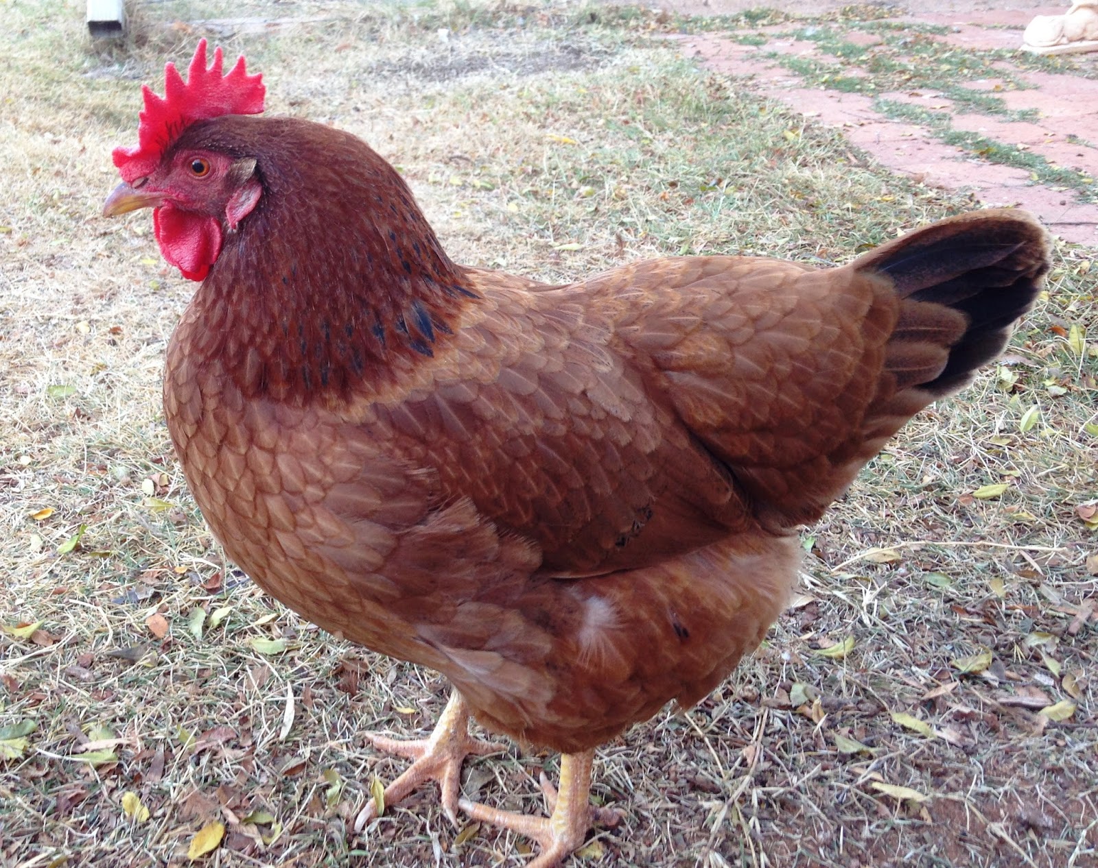 2 Happy Hens
