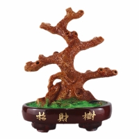 Cây kim tiền tại Thạch Thất Cay kim tien tai Thach That