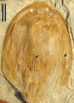 early Eocene, Fossil, 55 million year old, fruit fossil, Cocos Sahnii 