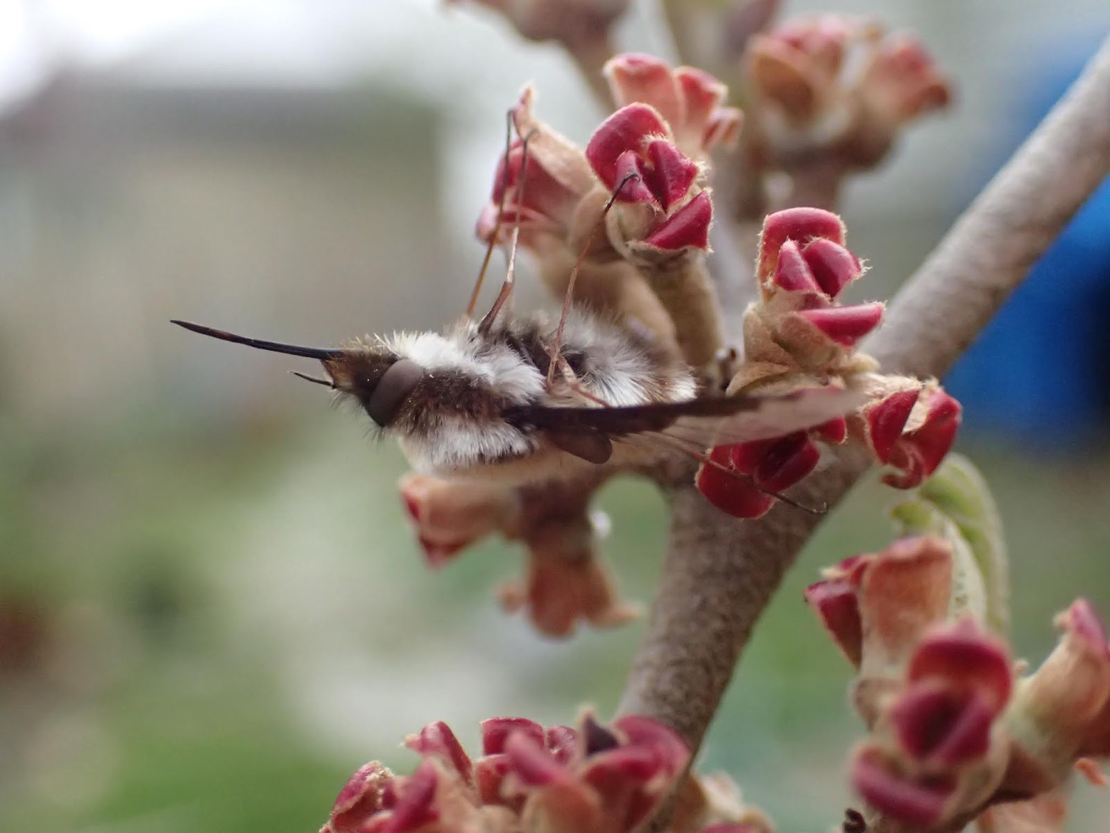 The Phytophactor Great Mid Summer Flowering Bottle Brush Buckeye