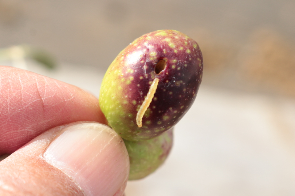 伊豆白浜オリーブ園 オリーブかじり虫の正体