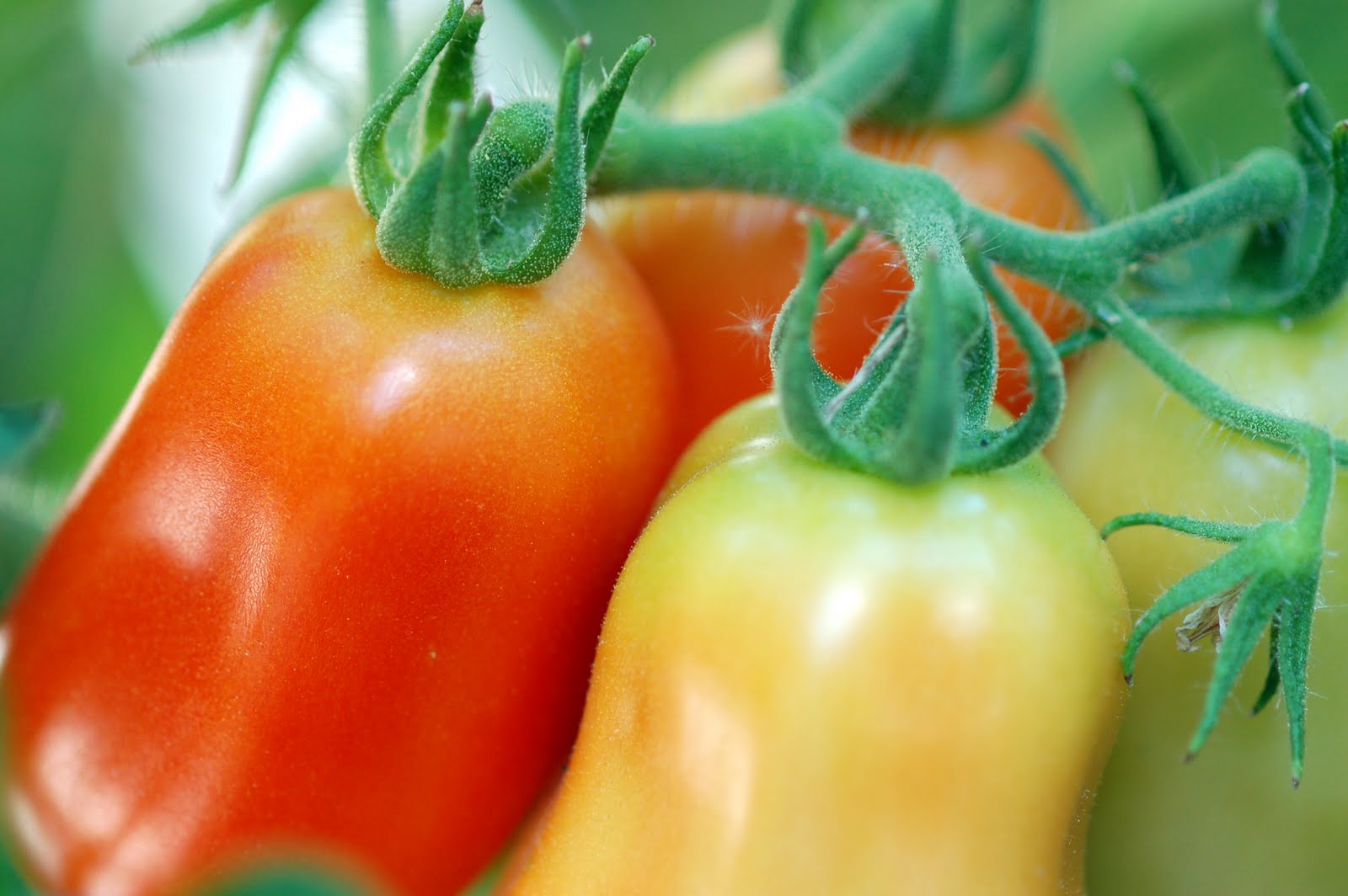 Cook Food. Mostly Plants.: Confessions of a Tomatophile