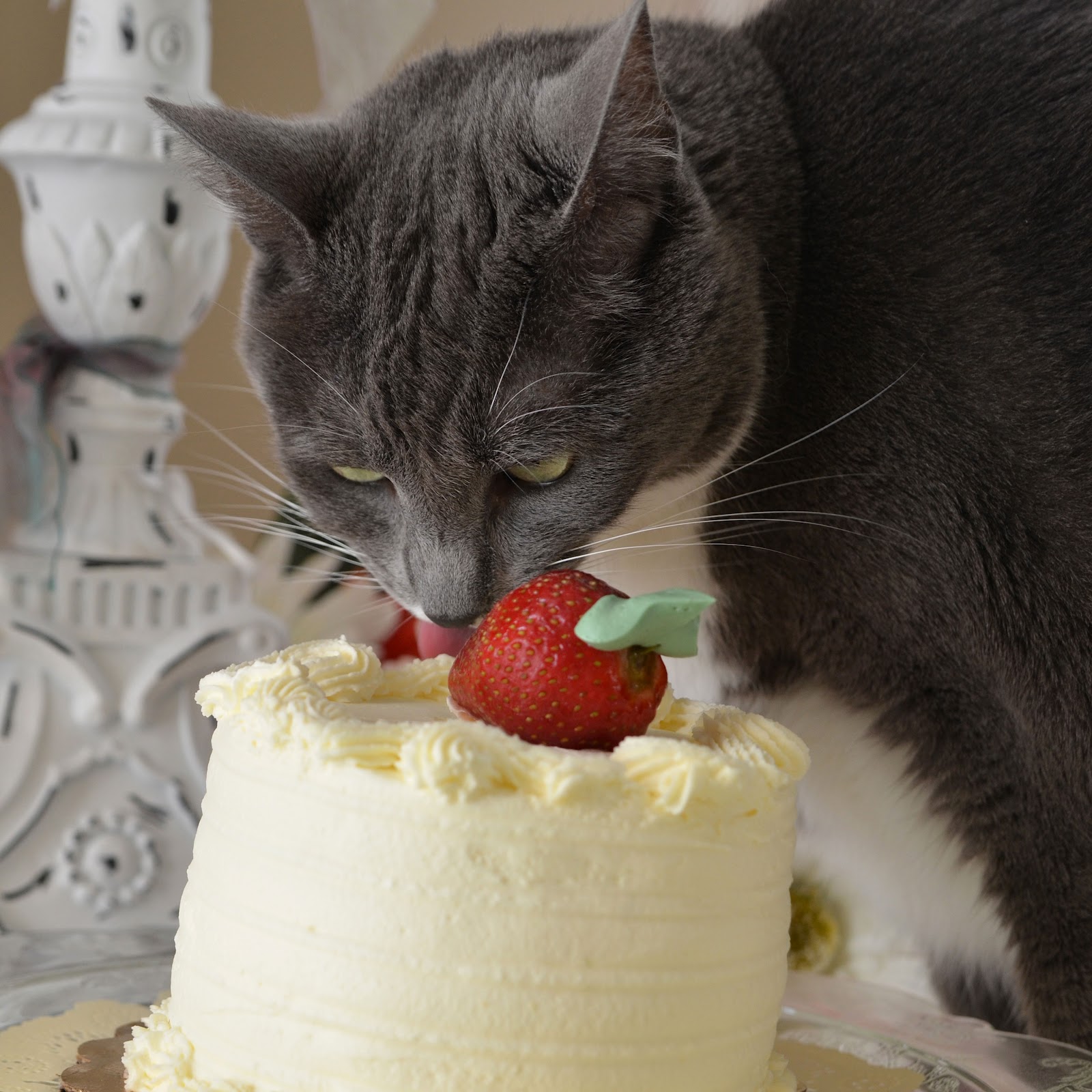 gracie-eating-cake.jpg