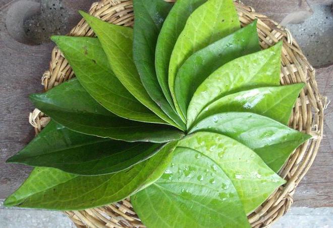 công dụng làm đẹp hiệu quả từ trầu cong-dung-lam-dep-hieu-qua-tu-trau