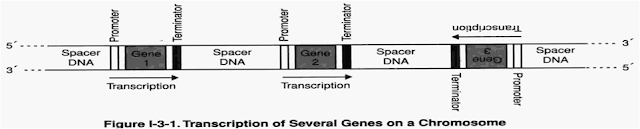 MBBS Medicine (Humanity First): TRANSCRIPTION & RNA PROCESSING
