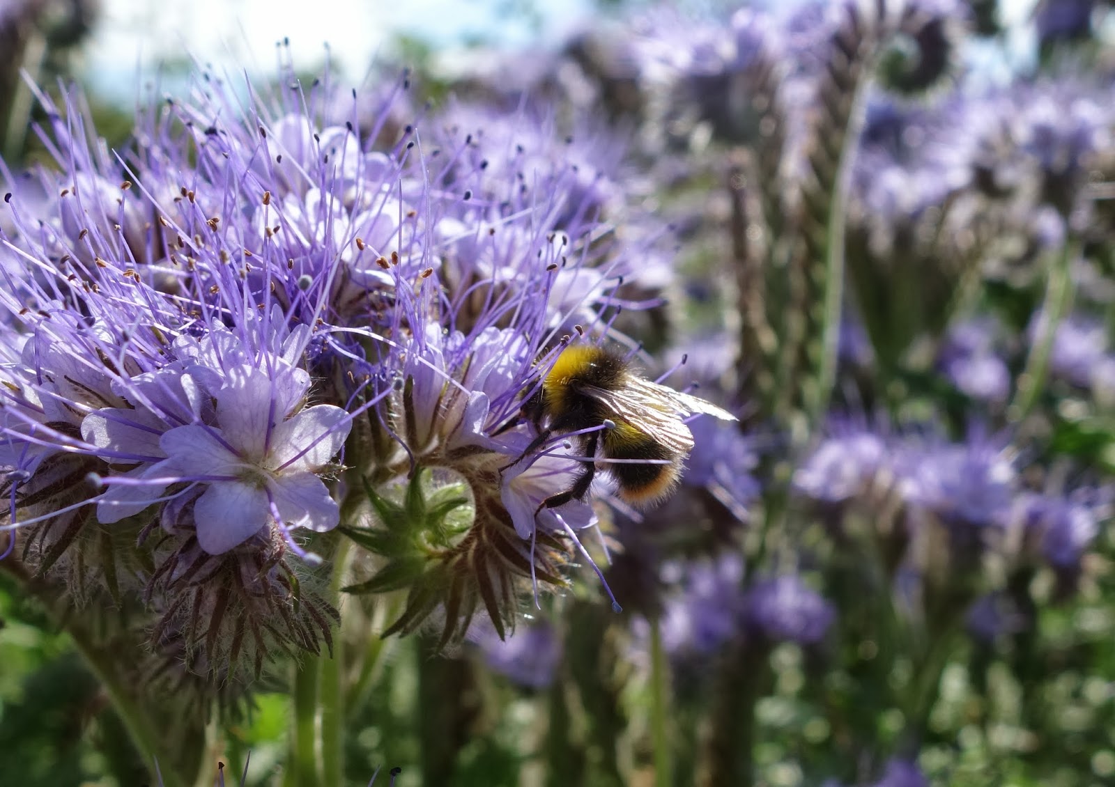 Urban Pollinators Phacelia tanacetifolia a great plant for bees