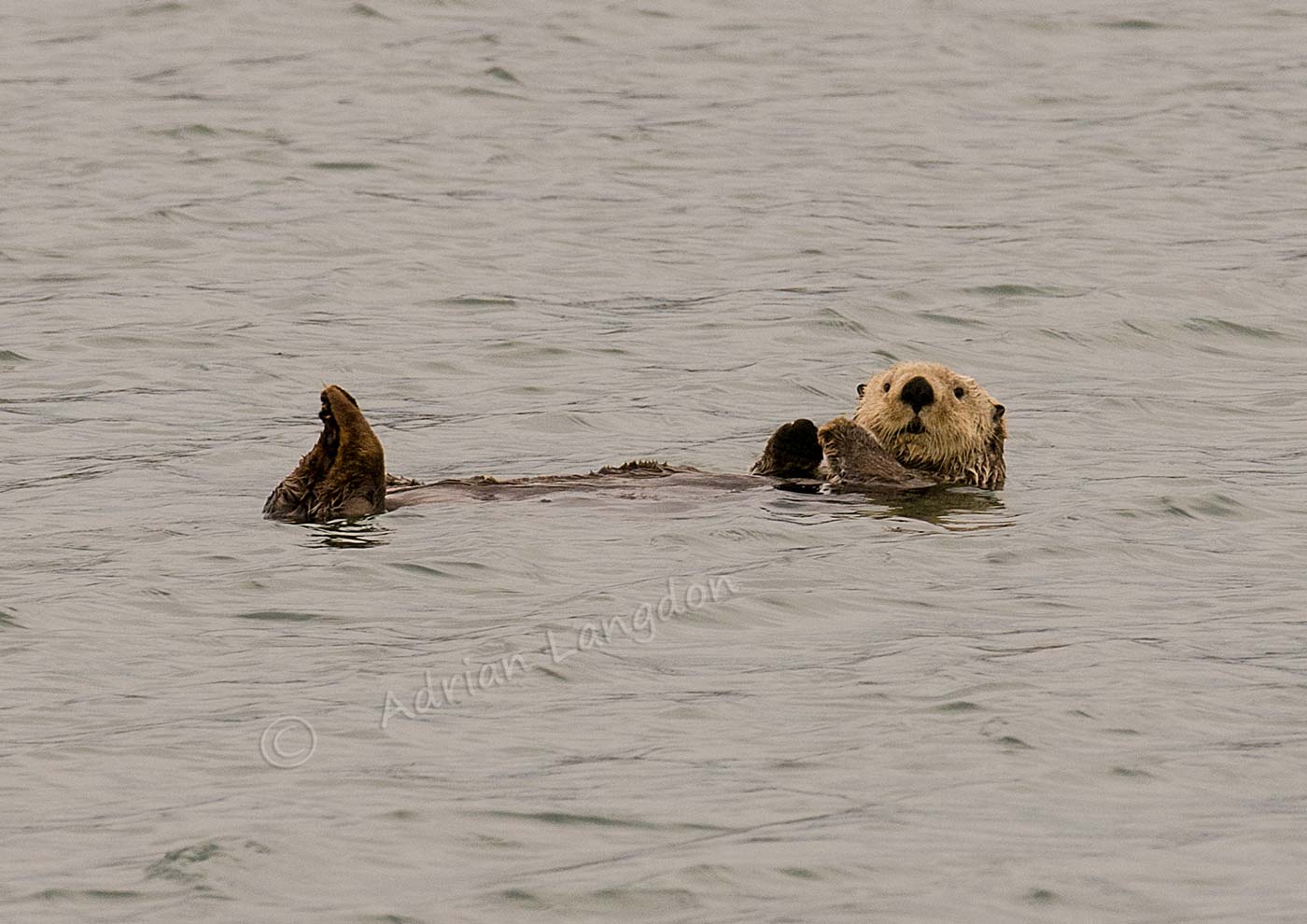 images-naturally!: Alaska .....Sea Otters