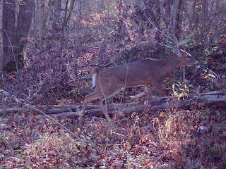 hunting hoosier forest national strategies waters indiana woods