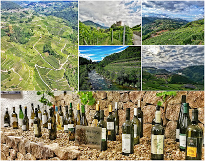 val di cembra muller thurgau