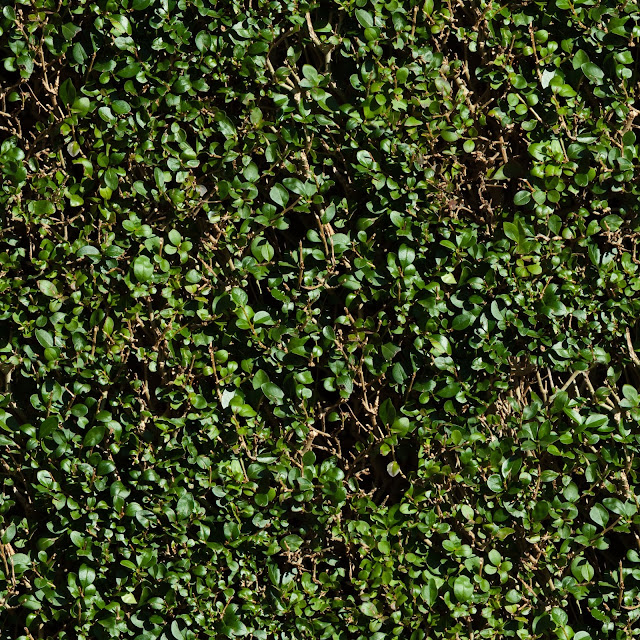 Seamless Green Hedge Texture