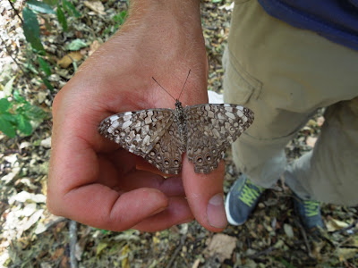 butterflies mariposa