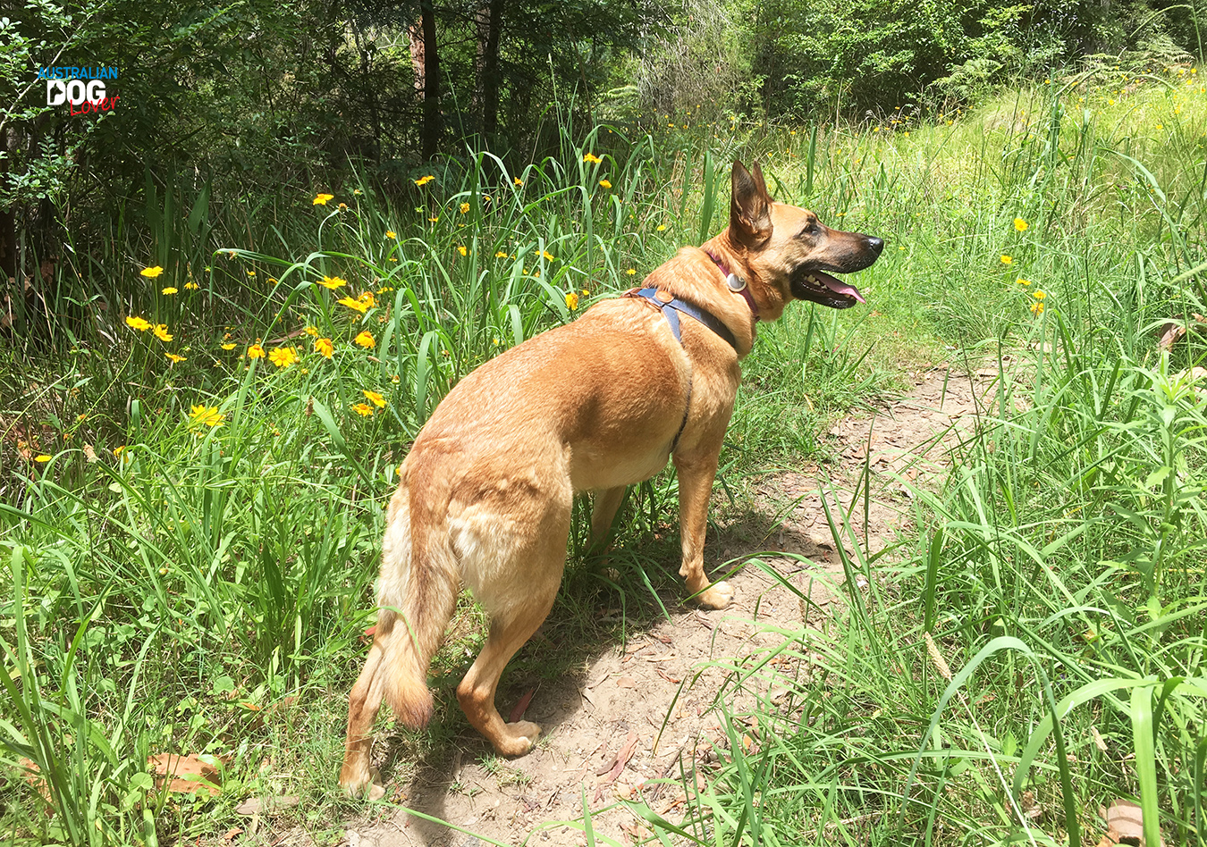 Aramis Malinois on a bush trail with yellow flowers in Sydney trialling the Animo Dog Activity Monitor