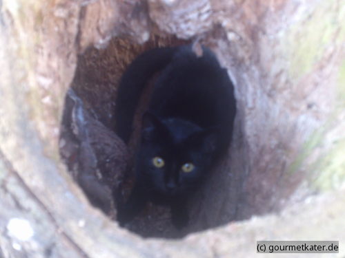Katze Morle