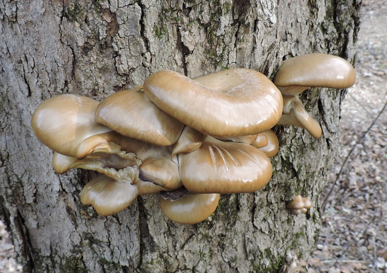 Springfield Plateau Winter Oyster