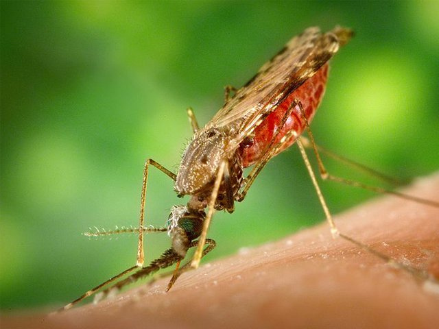 Malaria