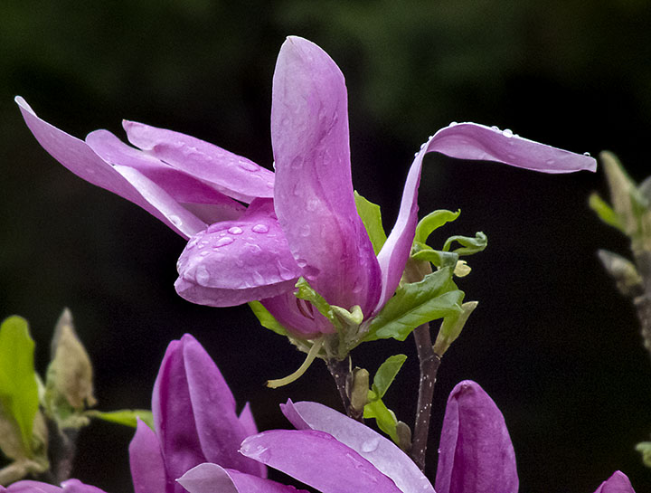 Rockin' On London Daily Photo Magnolia trees in London, Ontario, in bloom