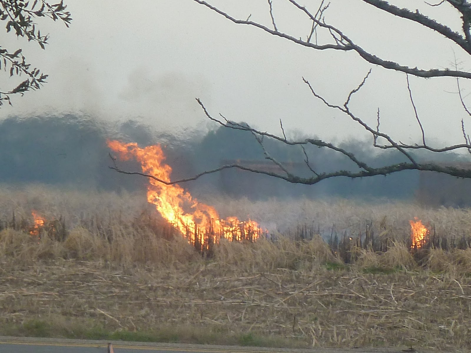 Celebrating The Seasons Fires in the Fields.