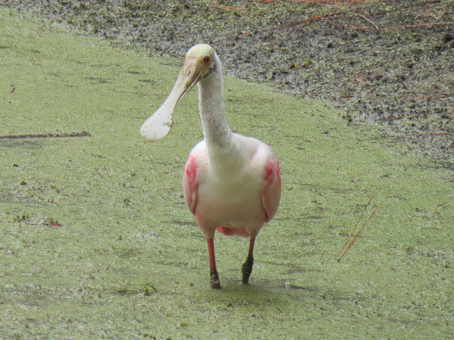 Viewing nature with Eileen: Roseate Spoonbill
