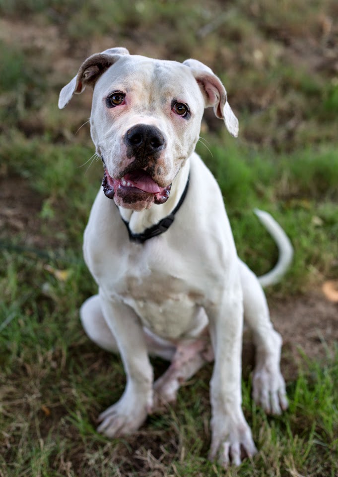 Shelter Dogs of Portland "HOWIE" big happy puppy Dogo Argentino (Boxer/Dane?) mix