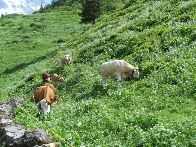 North Face Trail Mürren - Cows grazing