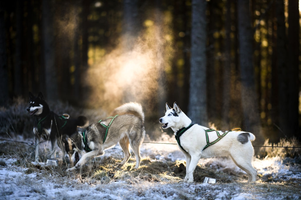Aviemore Sled Dog Rally 36th Race HD Photos Top 10 Ranker