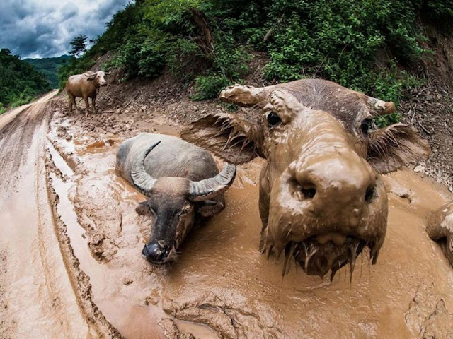 National Geographic - Best Wildlife Pictures of January 2016 National Geographic - Best Wildlife Pictures of January 2016