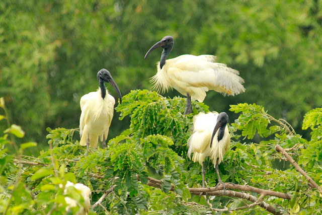 Black headed Ibis Black headed Ibis