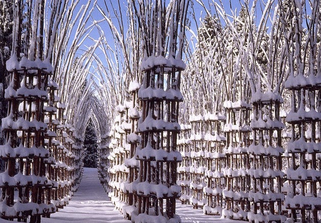 Cathedral made out of living trees-2