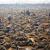 MUNDO / NEPAL: CINCO MIL búfalo abatidos no início da cerimônia hindu, 300.000 animais mortos para trazer adoradores