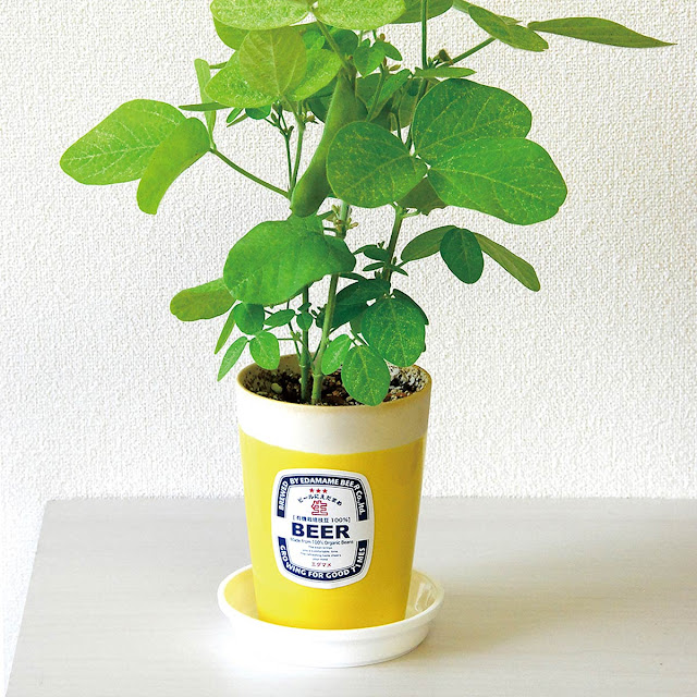 How to Grow Edamame, Tips For Growing and Harvesting Edamame