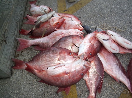Snapper Species | Snapper Recipes