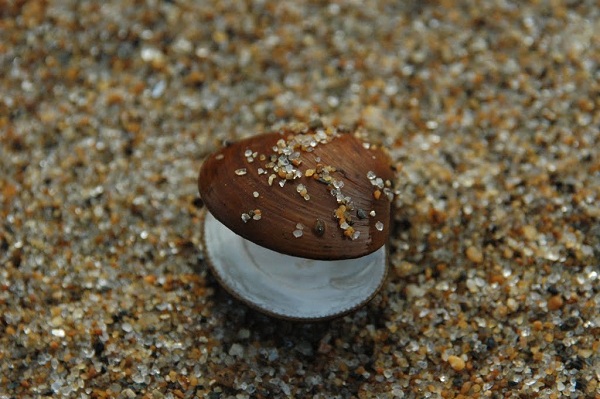 Ocean Quahog
