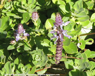 lobster plant