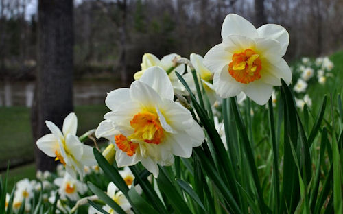 Aires de primavera (fotos de flores muy lindas)