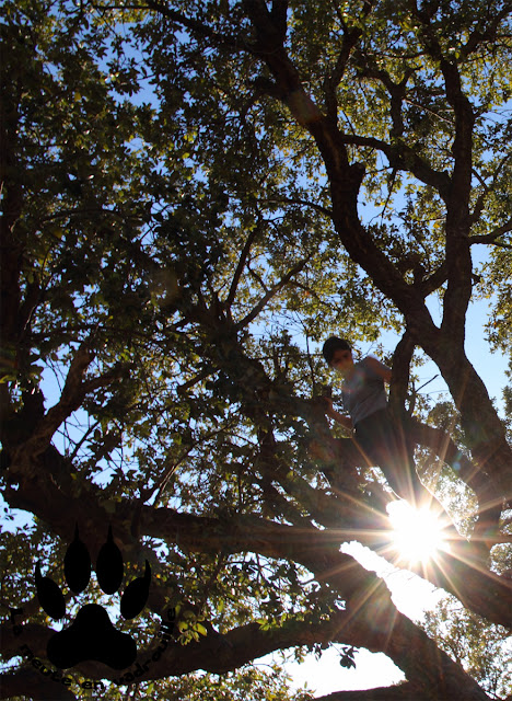 geocaching-arbre-esterel