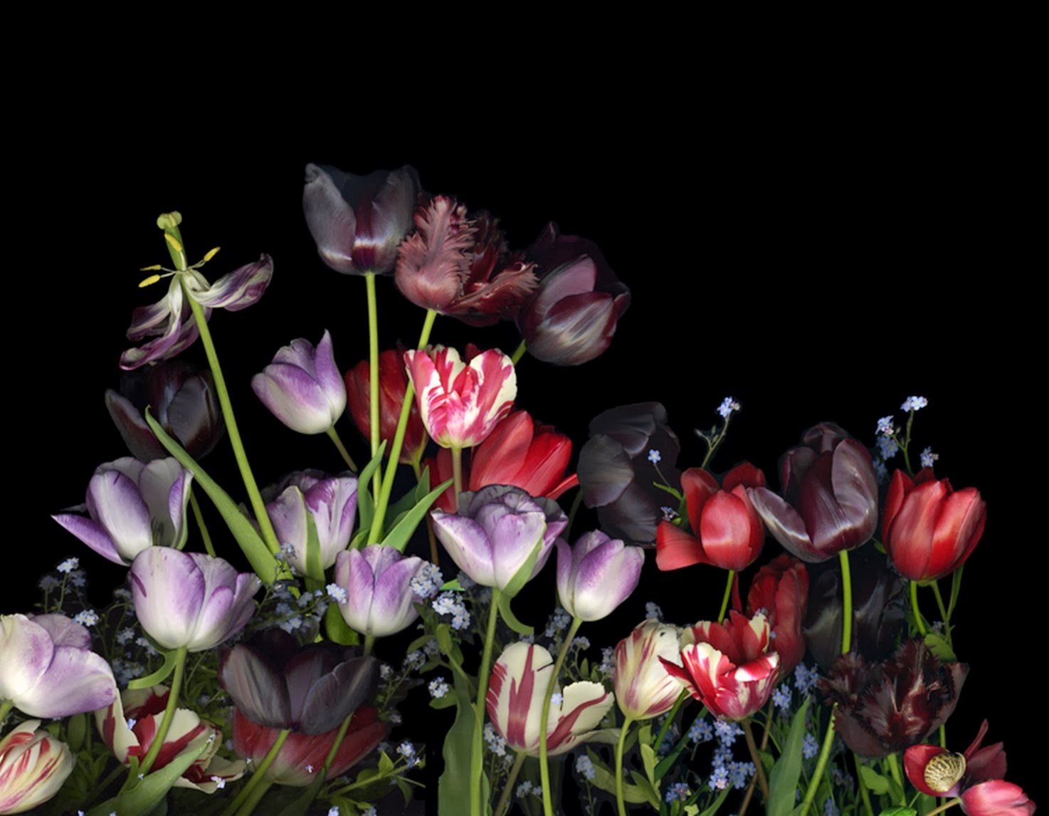 Arte y Actividad Cultural Increibles Fotos de Flores, Naturalezas Muertas.