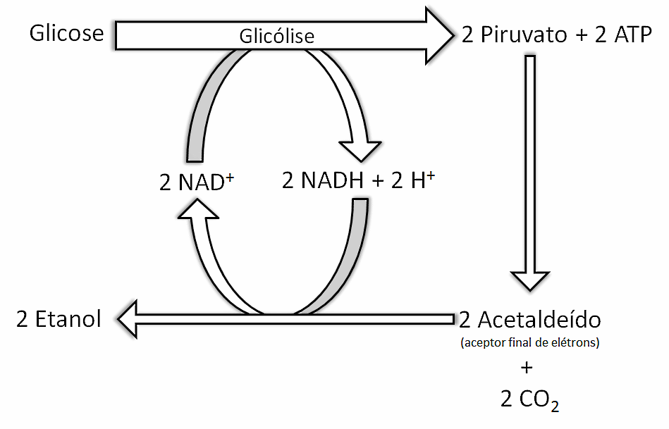Resumos de Biologia FERMENTAÇÃO