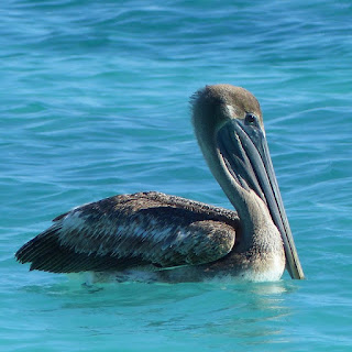 Pelecanus occidentalis - Pélican brun Pelecanus occidentalis - Pélican brun