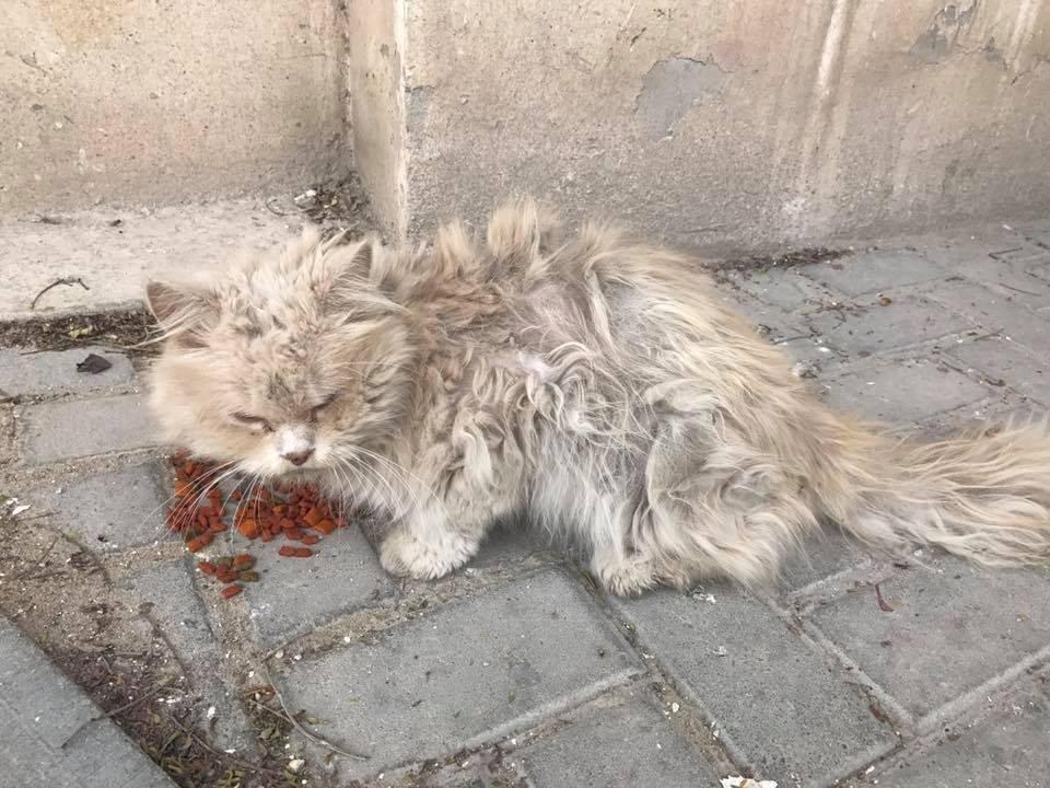 Chat Errant Qui Miaule Sans Cesse Maltraité par les autres félins, ce chat errant affamé et au pelage