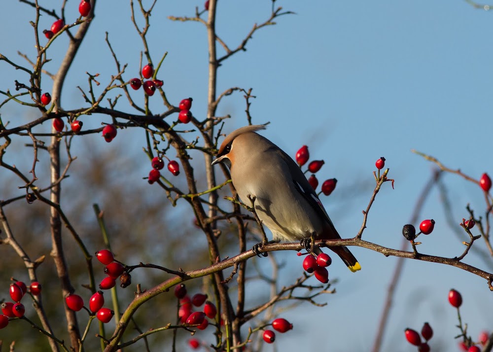 Pestvogel-Bohemian Waxwing