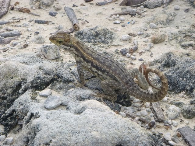 curly tailed lizard warderick wells bahamas