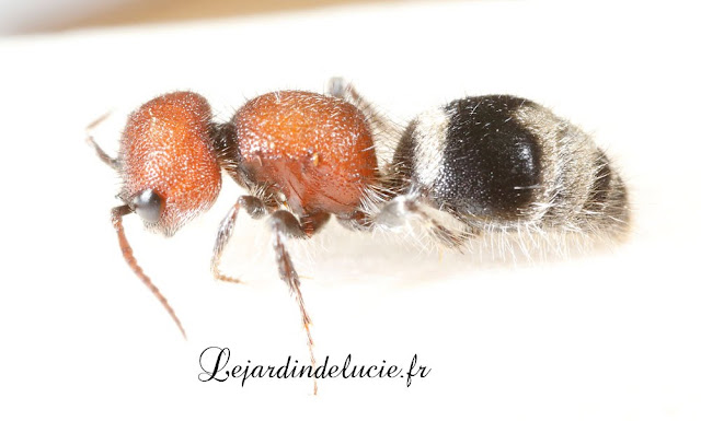 Myrmilla erythrocephala, femelle