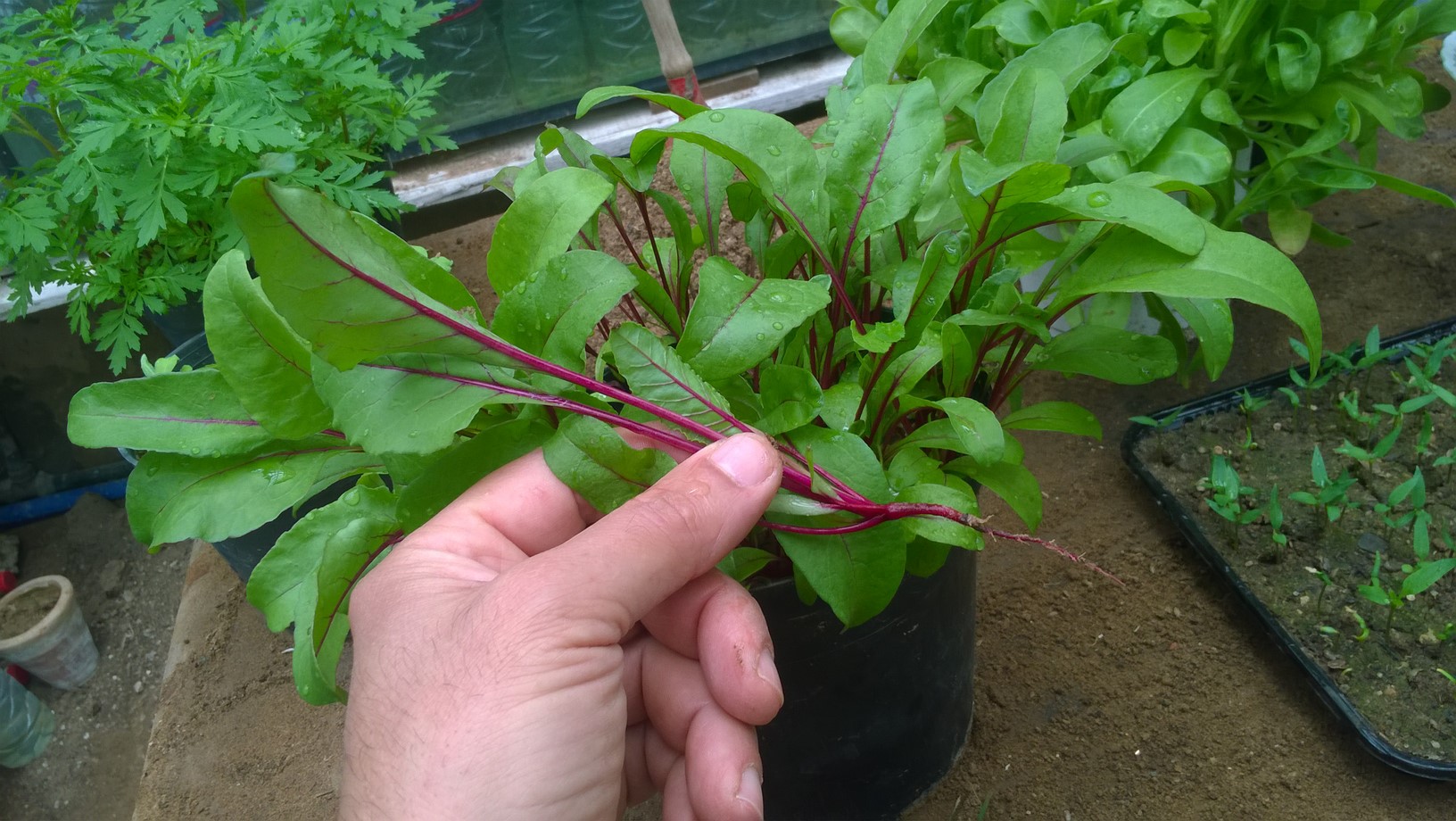 How To Start Beet Indoors