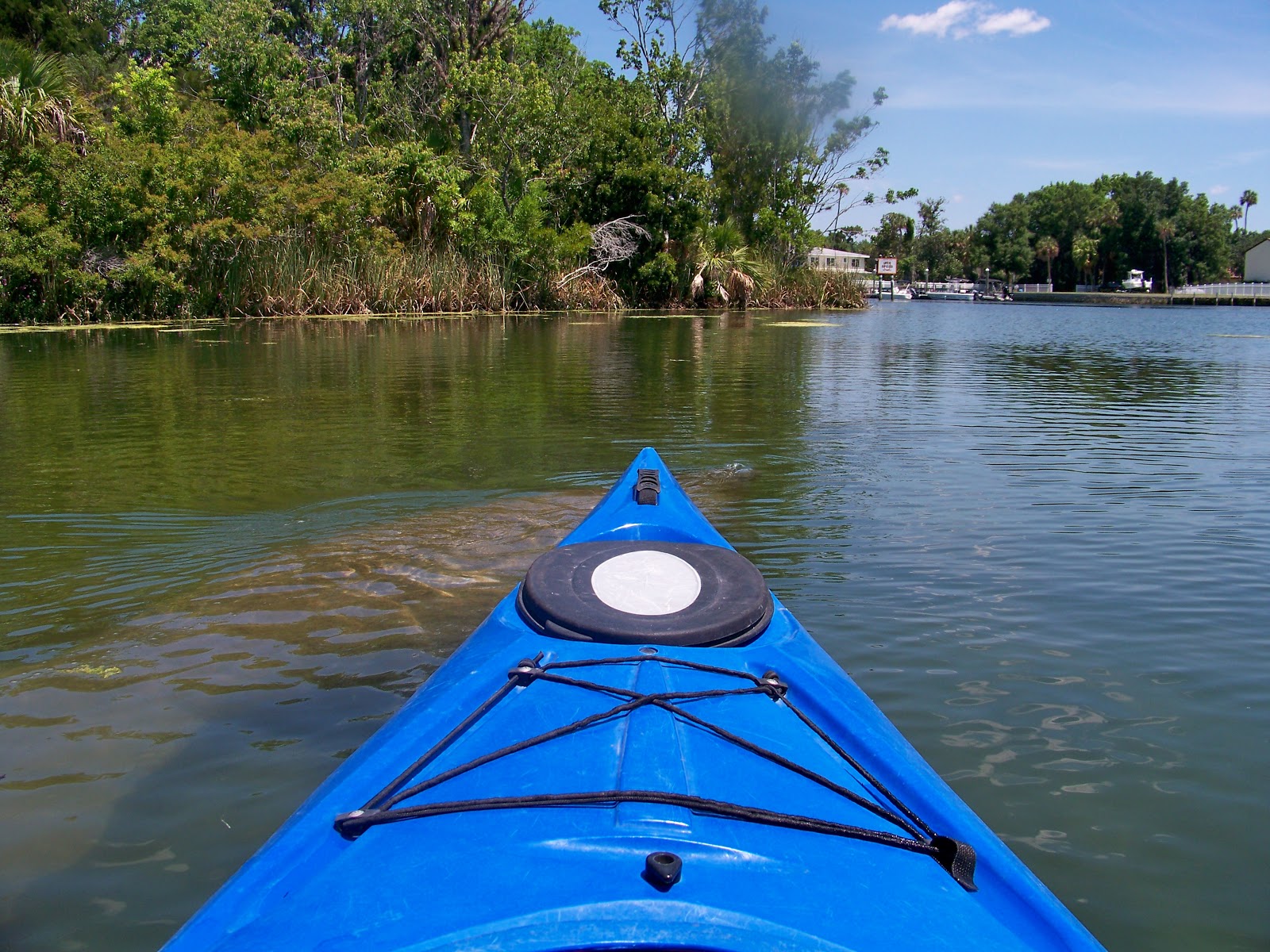 My Carolina Backyard: Kayaking with Manatees.
