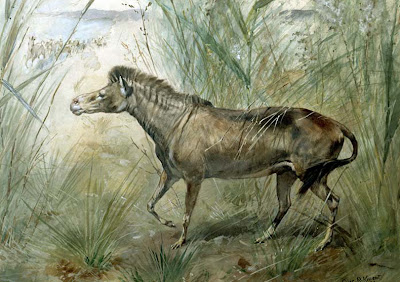 Equidae prehistoricos Orohippus