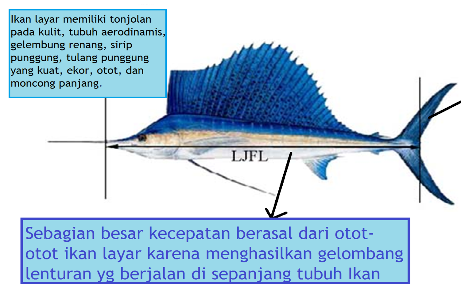 Pesona Sailfish, Ikan Tercepat di Dunia