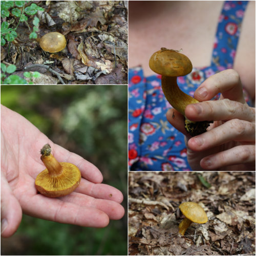Foraging for Edible Mushrooms in Richmond Virginia 17 Apart