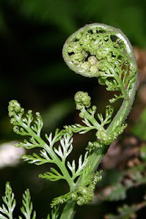 Jardineria, Catalogo de Plantas: Asplenium bulbiferum