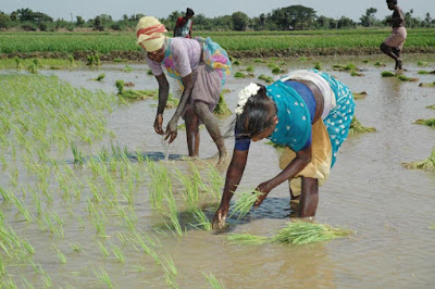 Agricultural Sector Agriculture