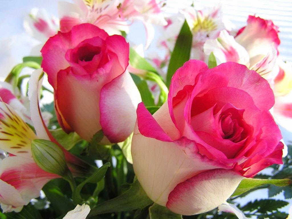 White Pink Red Flowers Desktop Wallpapers Wallpaper White Pink Red Flowers Wallpaper